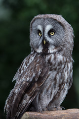 Great Grey Owl (Strix Nebulosa)/Great Grey Owl perched on a stone