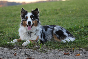 Australian Sheperd