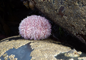 Naklejka na ściany i meble Common Sea Urchin (Echinus Esculentus)/Common Sea Urchin on barnacle covered rock