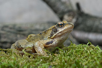 Frog (Rana Temporaria)/Common Frog on mossy floor against a background of branches