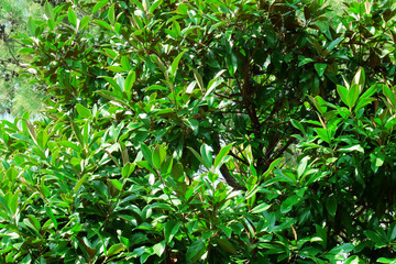 Fototapeta na wymiar Fresh green leaves background