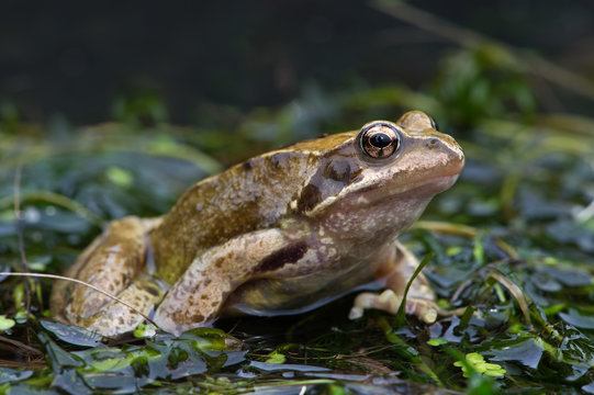 Frog (Rana Temporaria)/Common Frog emerging from water