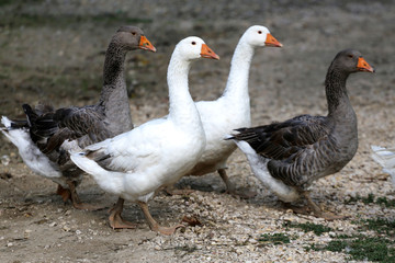 Domestic geese walking on traditional village goose farm