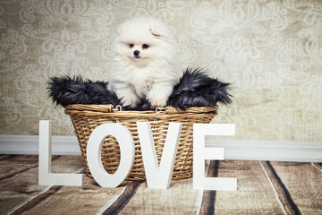 Love kleine Hunde