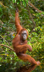Orangutan in the wild. Indonesia. The island of Kalimantan (Borneo). An excellent illustration.