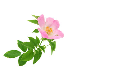 Obraz premium Rose wild rose