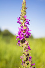 Plant willow-herb (Purple-loosestrife).