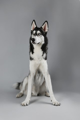 Young Husky sitting on grey background