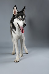 Young Husky on grey background