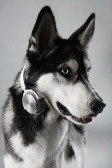 Portrait of young Husky in headphones on grey background