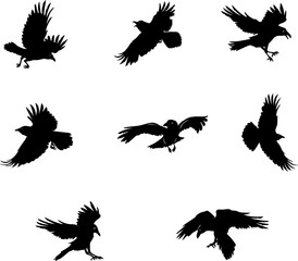 crow, raven, flying, vector, silhouette, image