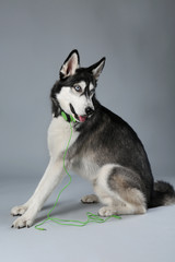 Young Husky sitting in headphones on grey background