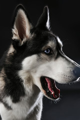 Portrait of young Husky
