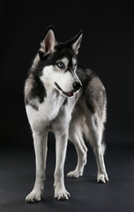 Young Husky on dark background
