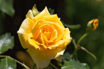 Yellow flowering rose