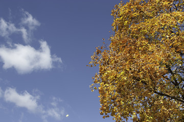 Colorful foliage in the autumn park