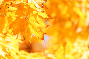 Fototapeta na wymiar Golden autumn leaves background, close up
