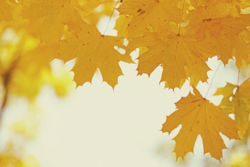 Naklejka na ściany i meble Golden autumn leaves, close up