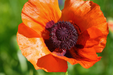 Bright poppy flower close-up. Shallow depth of field. Selective focus.