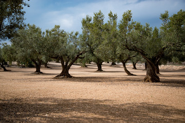 Olive Orchard_02