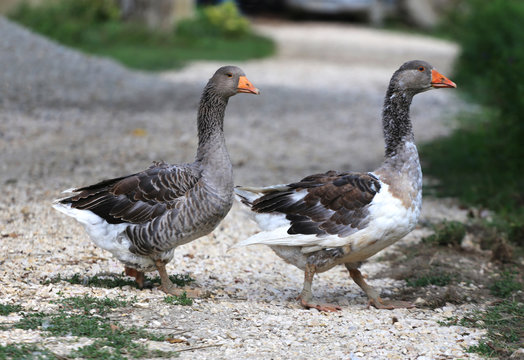 White grey  gooses standing on poultry yard