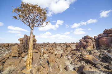 The quiver tree, or aloe dichotoma, in the Giant’s Playground,