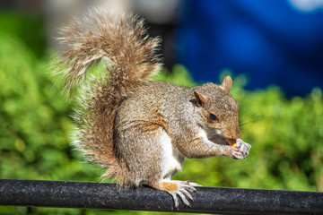 Auf einer Parkbank sitzendes Grauhörnchen mit einer Nuss (Sciurus carolinensis) grey squirrel