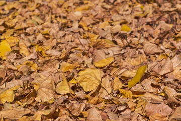 Background group autumn orange leaves. Outdoor.
