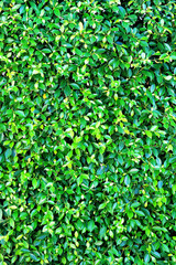 Beautiful green leaves