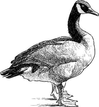 wild goose standing