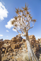 The quiver tree, or aloe dichotoma, in the Giant’s Playground,