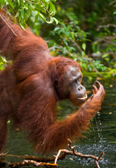 Orangutan drinking water from the river in the jungle. Indonesia. The island of Kalimantan (Borneo). An excellent illustration. © gudkovandrey