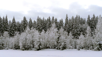 Fototapeta na wymiar Forest edge in winter, trees covered with rime and frost