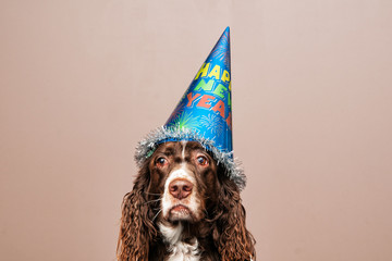 grumpy looking dog wearing a new year party hat