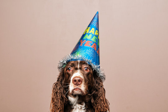 grumpy looking dog wearing a new year party hat