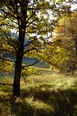 Fototapeta na wymiar Nördlicher Steigerwald im Herbst, Unterfranken, Bayern, Deutsch