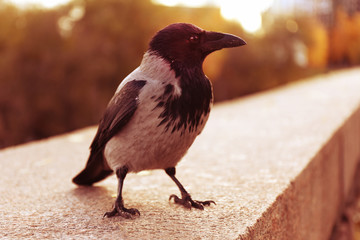 Crow in a park, closeup