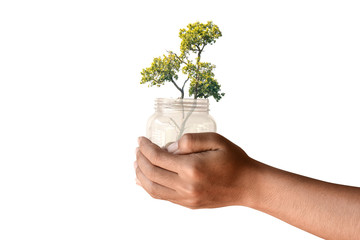 Tree and jar in human hand