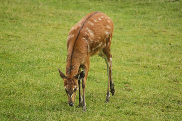 Naklejka na ściany i meble Antelope sitatunga on grass