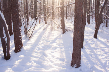 winter background of snowy forest