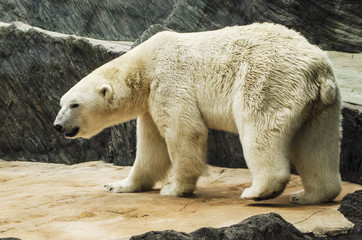 Obraz na płótnie Canvas White bear in the zoo
