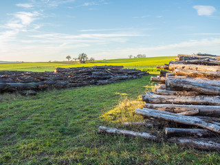 Baumstämme für Brennholz © focus finder