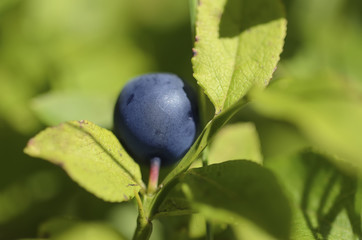 Ripe blueberries in nature