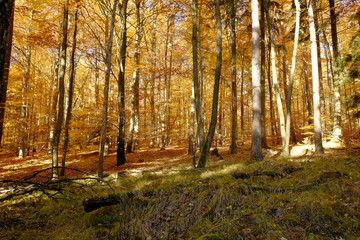Nördlicher Steigerwald im Herbst, Unterfranken, Bayern, Deutsch