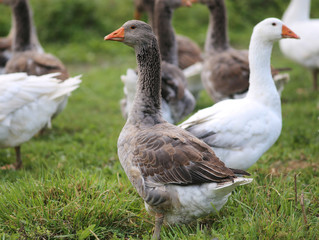  Geese graze on rural poultry farm yard