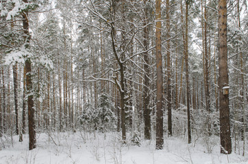 Скворечник