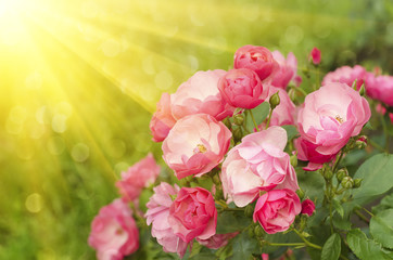 Pink sunny rose