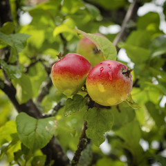 Apple tree with fruits