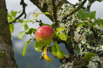 Apple tree with fruits