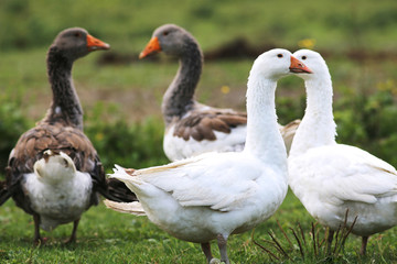Domestic geese graze on traditional village goose farm